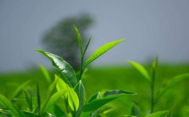 茶叶商城<a href='https://www.vowins.com/' target='_blank'><u>app开发</u></a>,会计app开发
